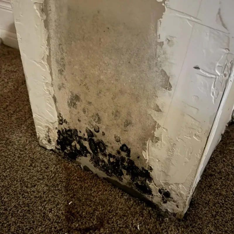Professional Mold Removal in Washington County, KS